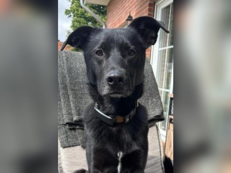 FIETE – erfahrener, konsequenter Hundehalter gesucht FIETE – erfahrener, konsequenter Hundehalter gesucht