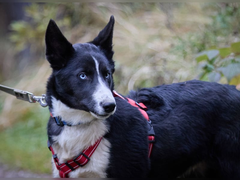 Ruhiger LEVIN sucht ein Zuhause