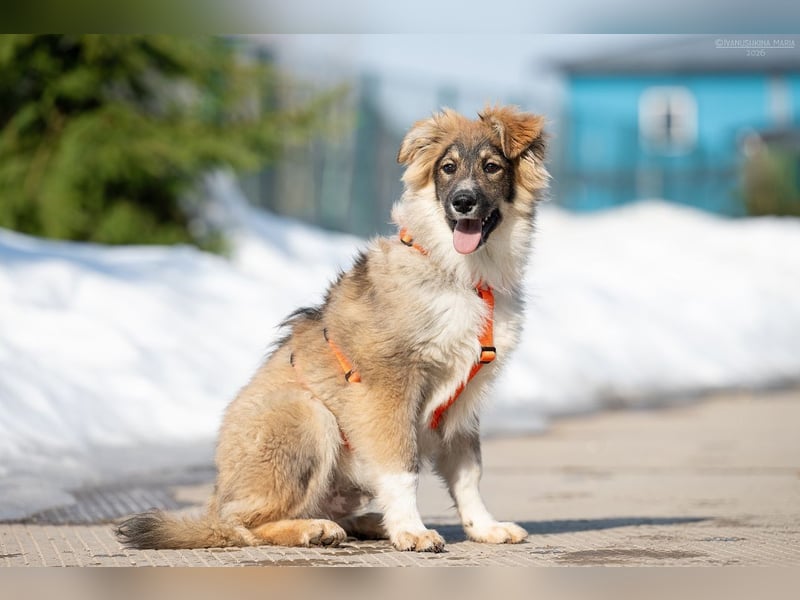 Freundlicher ILYUSHA sucht seine Menschen