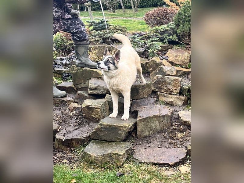 Lebenslustige JOSIE sucht eine aktive Familie