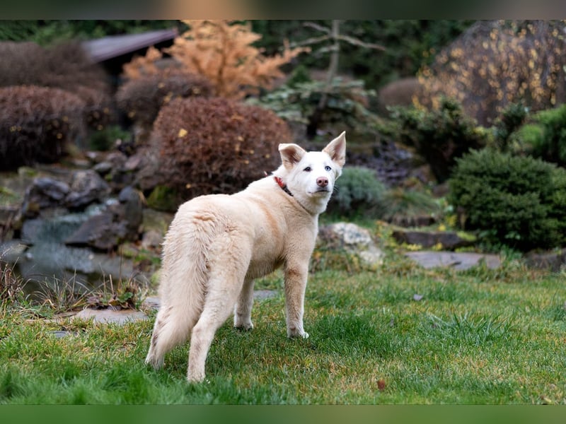 Bescheidene NURIKA sucht eine Familie