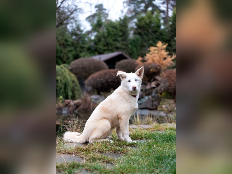 Bescheidene NURIKA sucht eine Familie