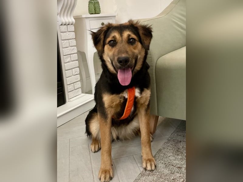 Neugierige ALMA möchte eine Familie finden