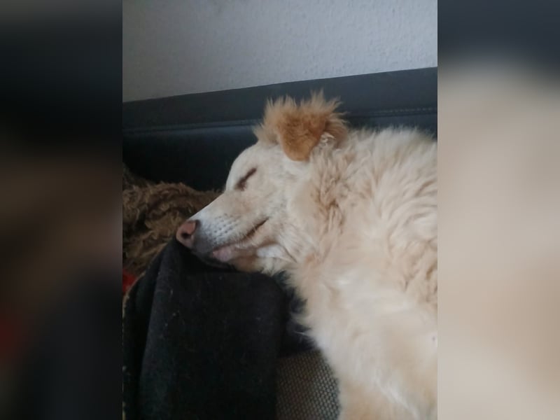 Bildhübsche EFFI sucht eine neue Familie