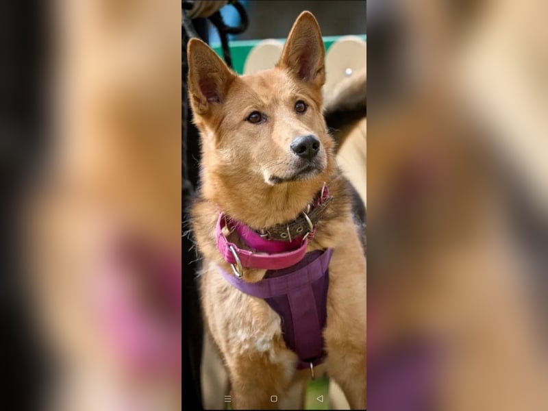 JEK ist ein echter Familienhund. Familie wird gesucht.