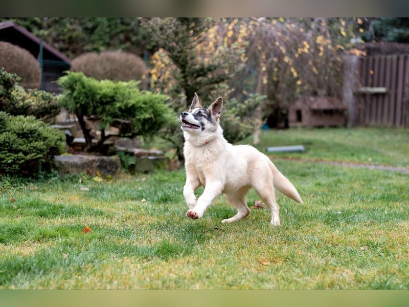 Lebenslustige JOSIE sucht eine aktive Familie