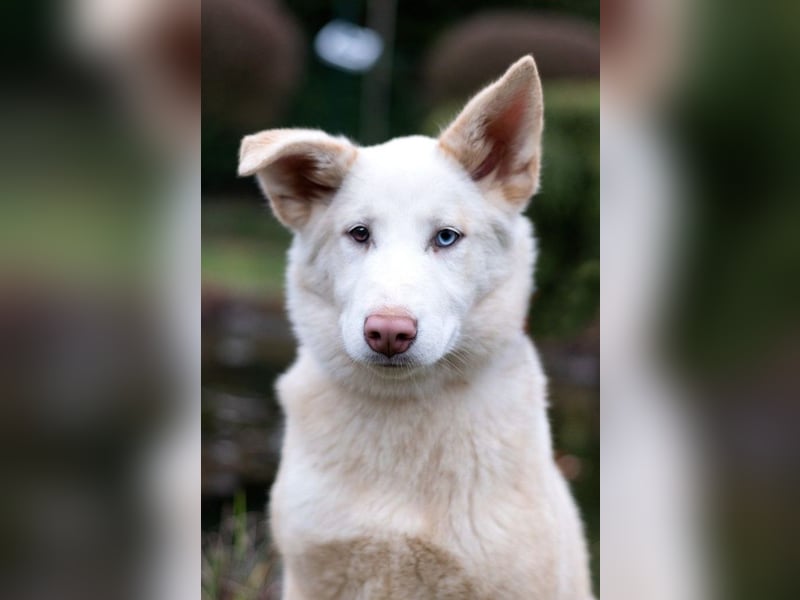 Bescheidene NURIKA sucht eine Familie