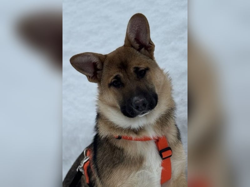 Ruhige NOOBI sucht ein Zuhause