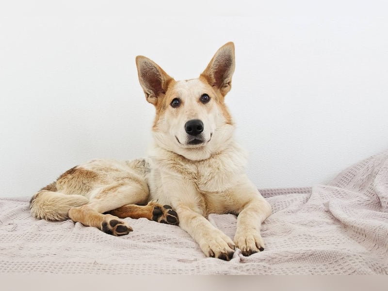 Feine SERAFIMA sucht ihre Familie