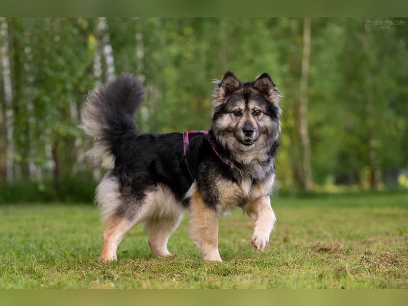 Wuschelige FREYA sucht ein schönes Zuhause