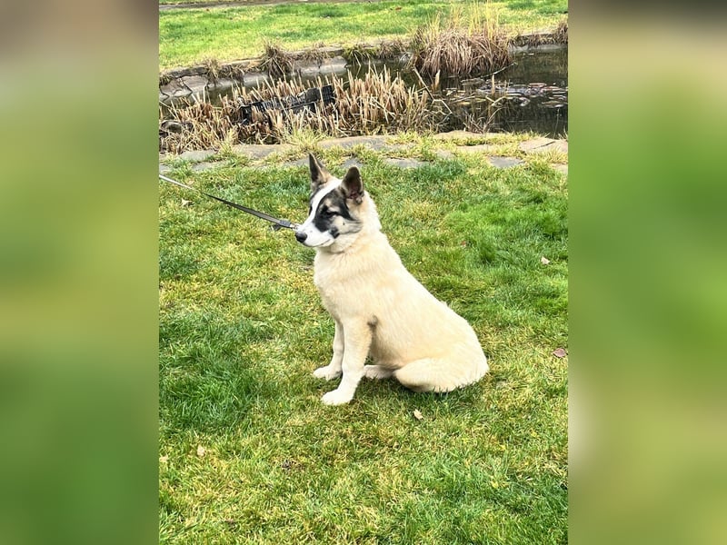 Lebenslustige JOSIE sucht eine aktive Familie