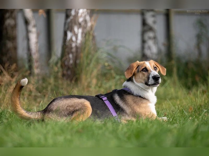Sanfte ASTRA möchte ein für-immer-Zuhause finden Sanfte ASTRA möchte ein für-immer-Zuhause finden