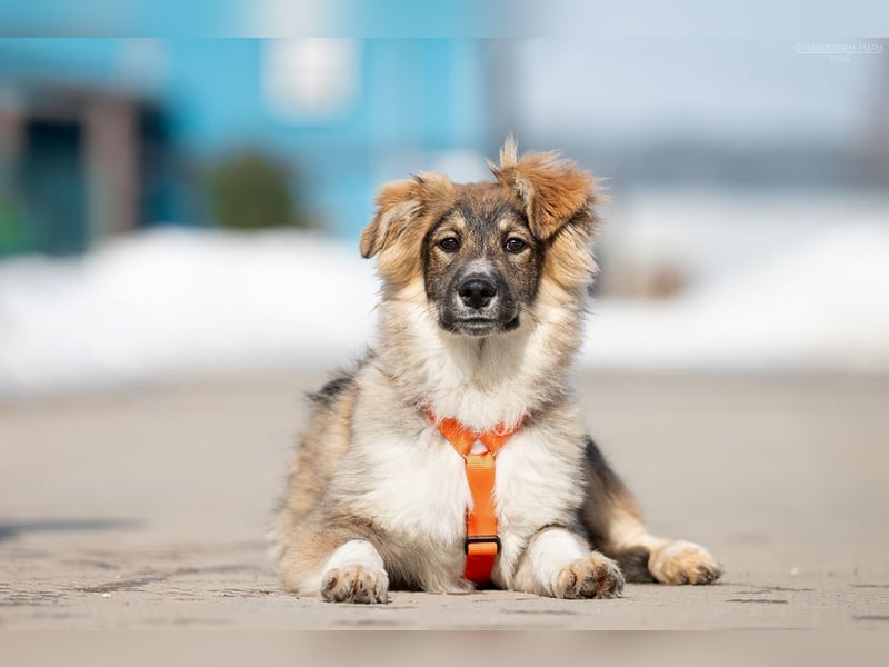 Freundlicher ILYUSHA sucht seine Menschen