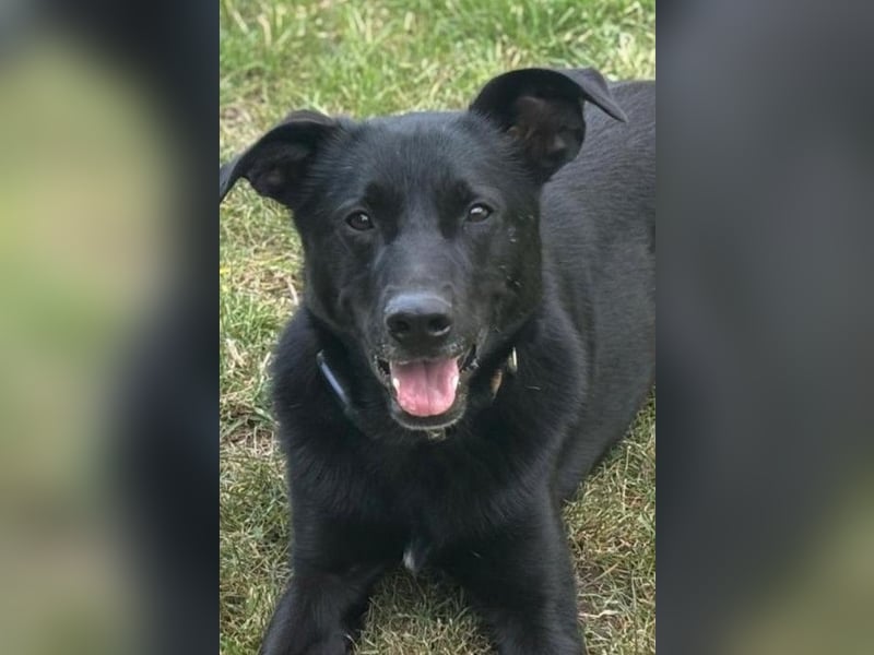 FIETE – erfahrener, konsequenter Hundehalter gesucht FIETE – erfahrener, konsequenter Hundehalter gesucht