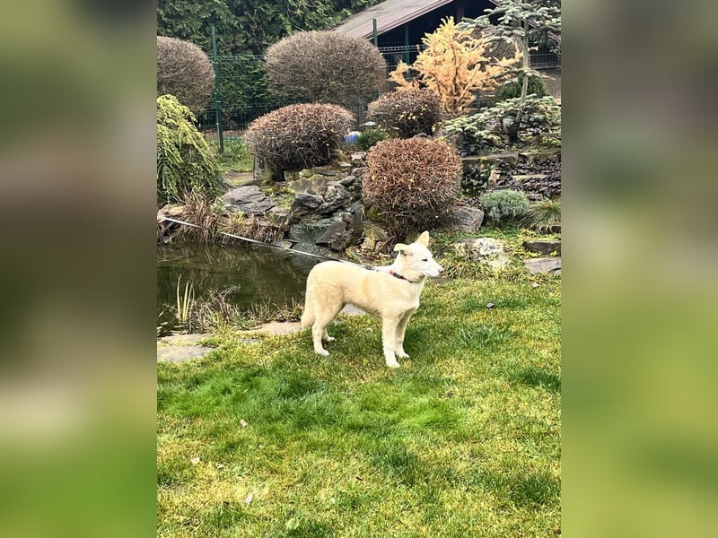 Bescheidene NURIKA sucht eine Familie