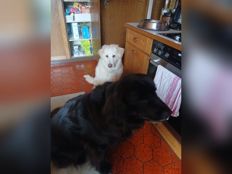 Bildhübsche EFFI sucht eine neue Familie