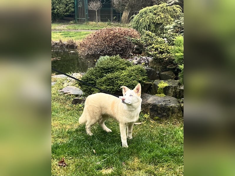 Bescheidene NURIKA sucht eine Familie