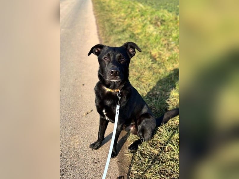FIETE – erfahrener, konsequenter Hundehalter gesucht FIETE – erfahrener, konsequenter Hundehalter gesucht