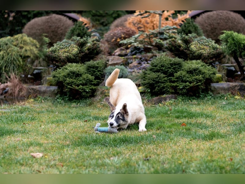 Lebenslustige JOSIE sucht eine aktive Familie