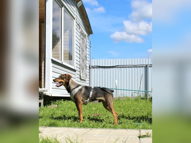 Ausgeglichener BRUNO sucht eine Familie