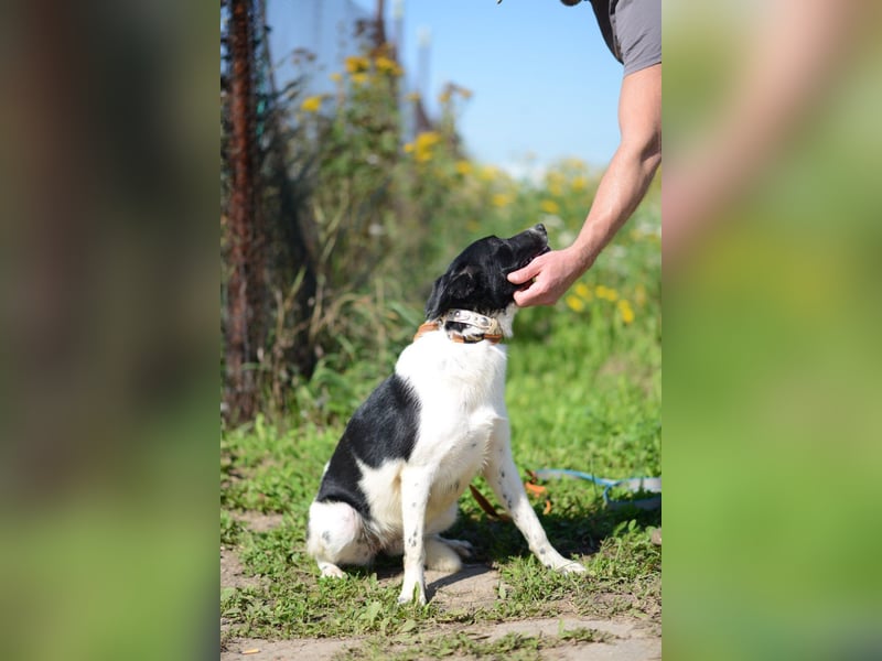 Niedliche ZOYA sucht ein liebevolles Zuhause Niedliche ZOYA sucht ein liebevolles Zuhause