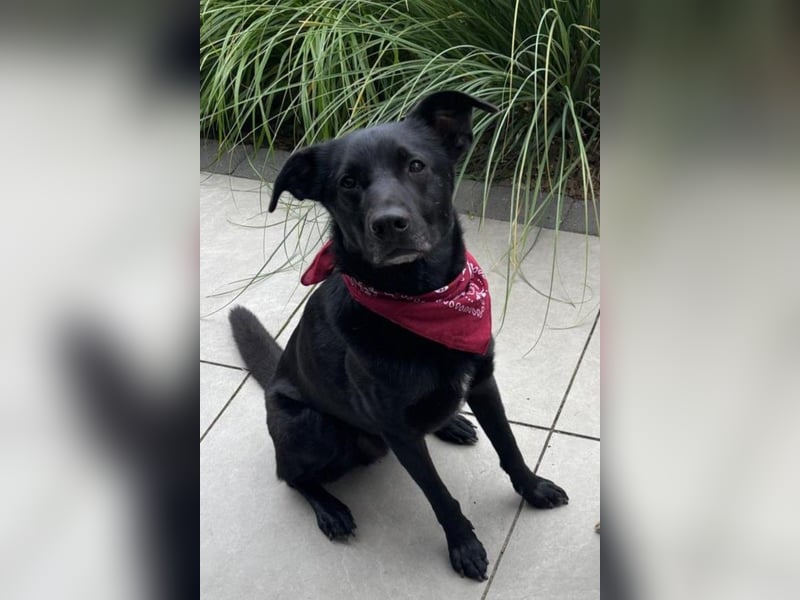 FIETE – erfahrener, konsequenter Hundehalter gesucht FIETE – erfahrener, konsequenter Hundehalter gesucht