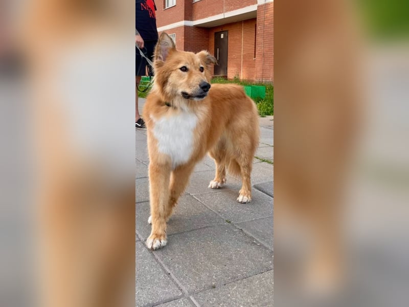 Hübscher SPAYK sucht eine Familie (gerne mit Kindern)