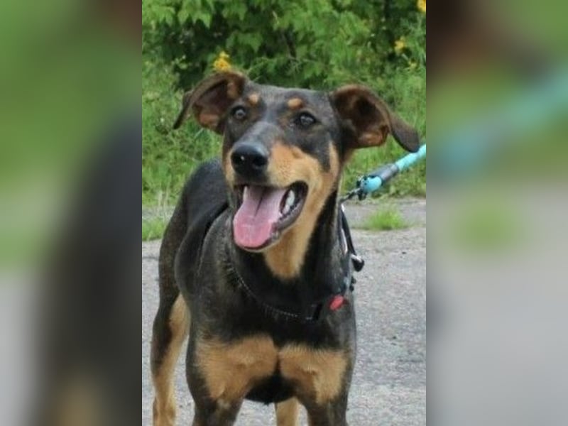 Aufgeschlossene BETA sucht eine treue Familie