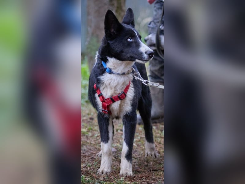 Ruhiger LEVIN sucht ein Zuhause