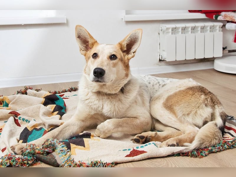 Feine SERAFIMA sucht ihre Familie