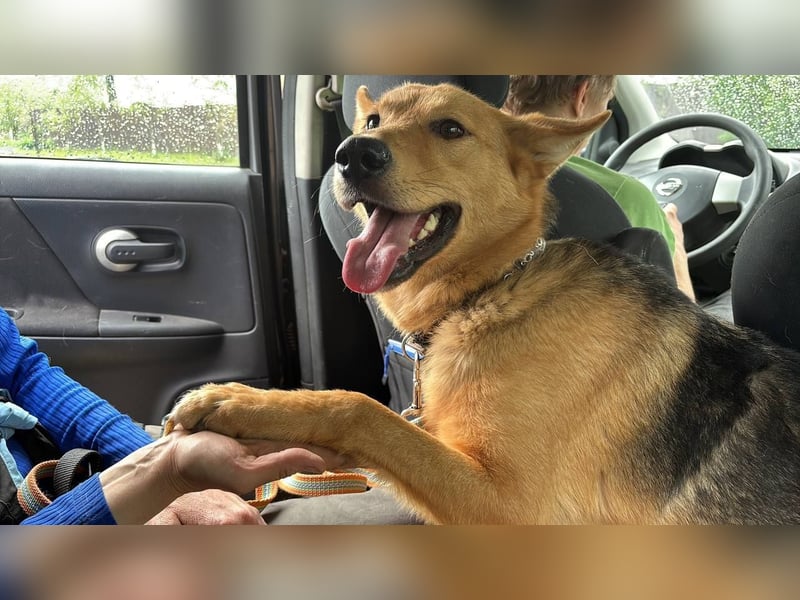 JEK ist ein echter Familienhund. Familie wird gesucht.