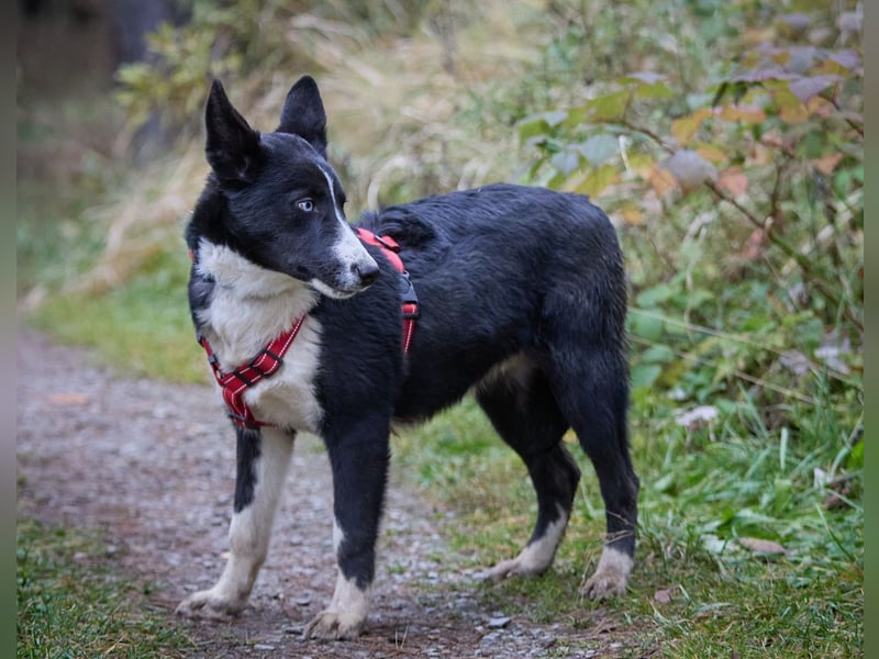 Ruhiger LEVIN sucht ein Zuhause