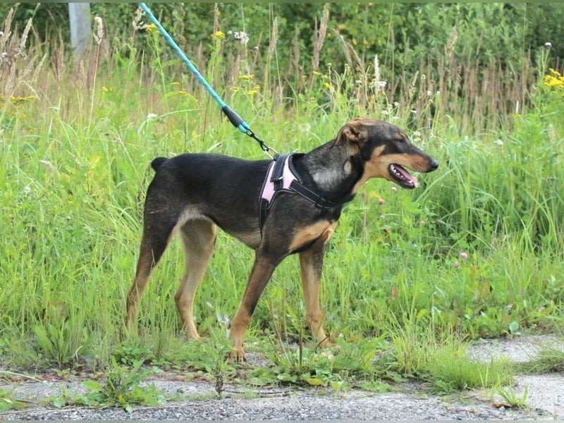 Aufgeschlossene BETA sucht eine treue Familie