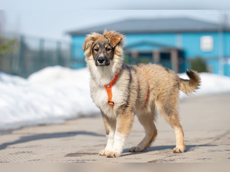 Freundlicher ILYUSHA sucht seine Menschen