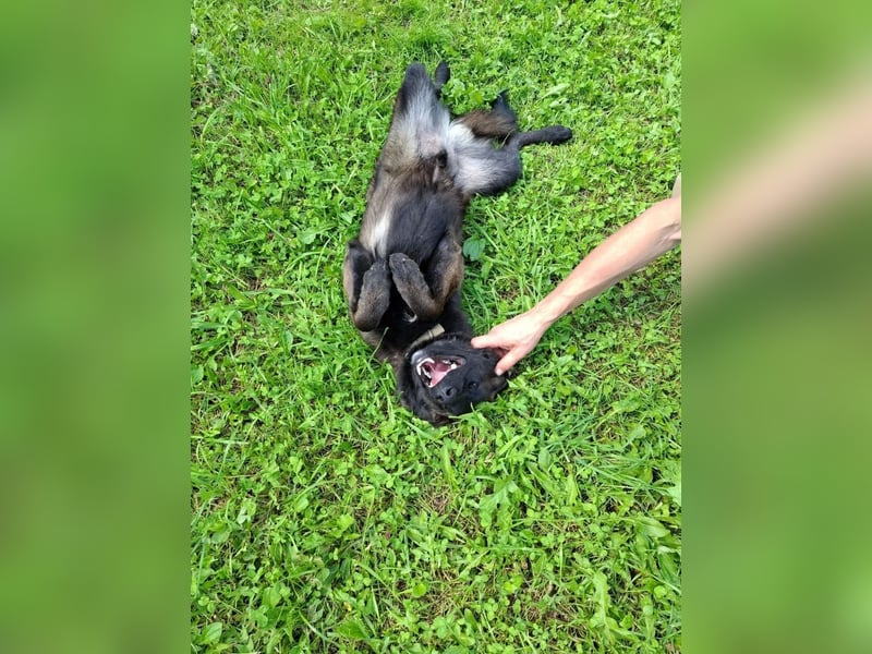 Braver MISHKA sucht ein Zuhause