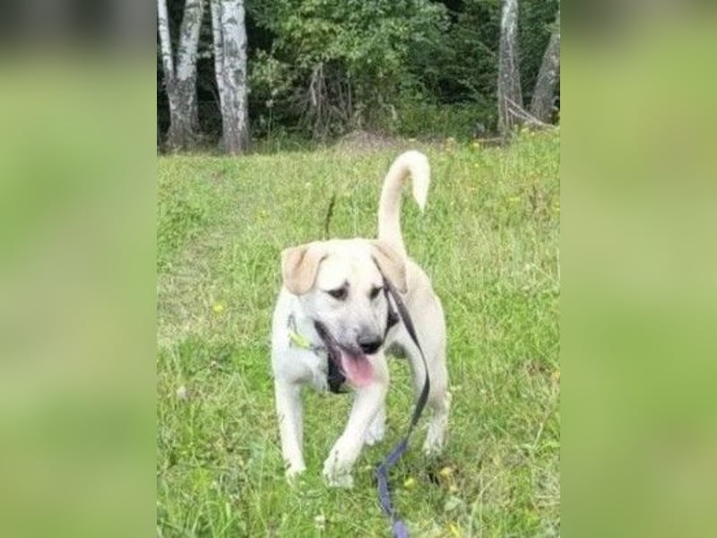 Lustiger NARZIS sucht sein Zuhause für immer