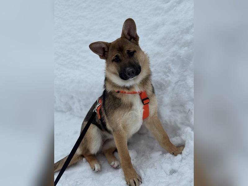 Ruhige NOOBI sucht ein Zuhause