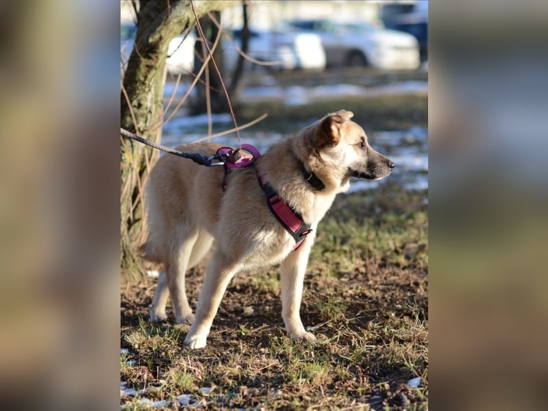 Nachdenkliche Arina ist für ruhige Menschen