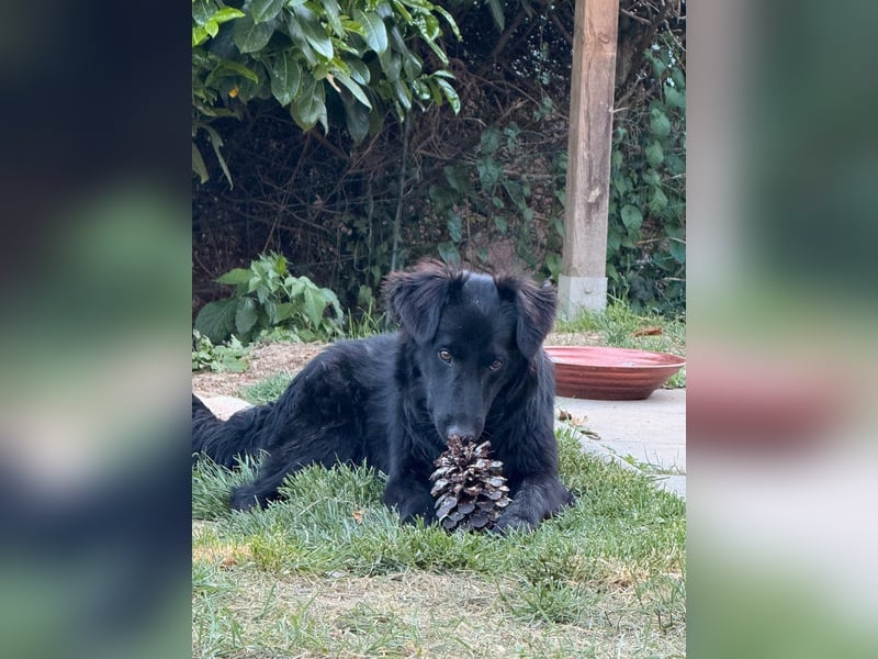 Robbie wünscht sich sein eigenes Körbchen