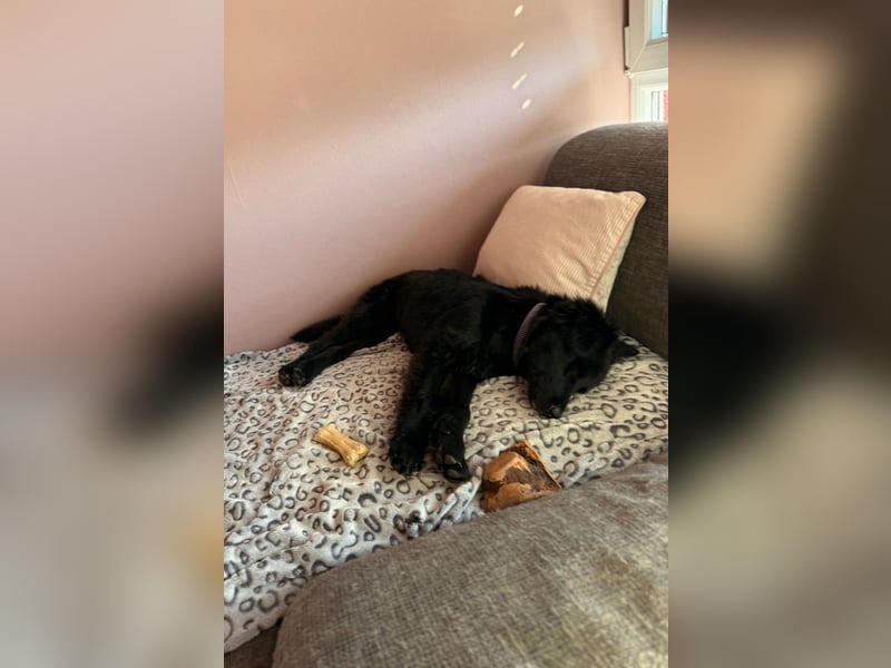 Robbie wünscht sich sein eigenes Körbchen