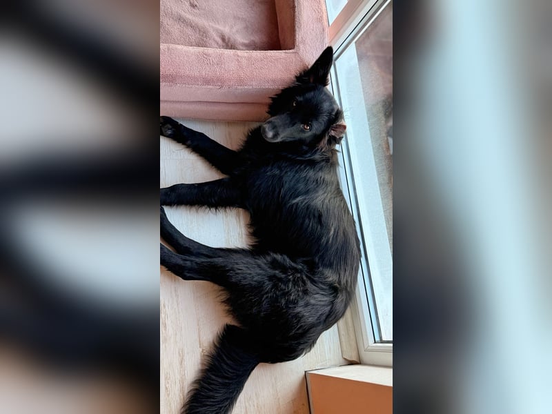 Robbie wünscht sich sein eigenes Körbchen