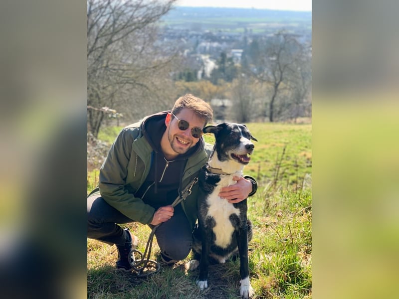Treuer Begleiter sucht liebevolles zu Hause