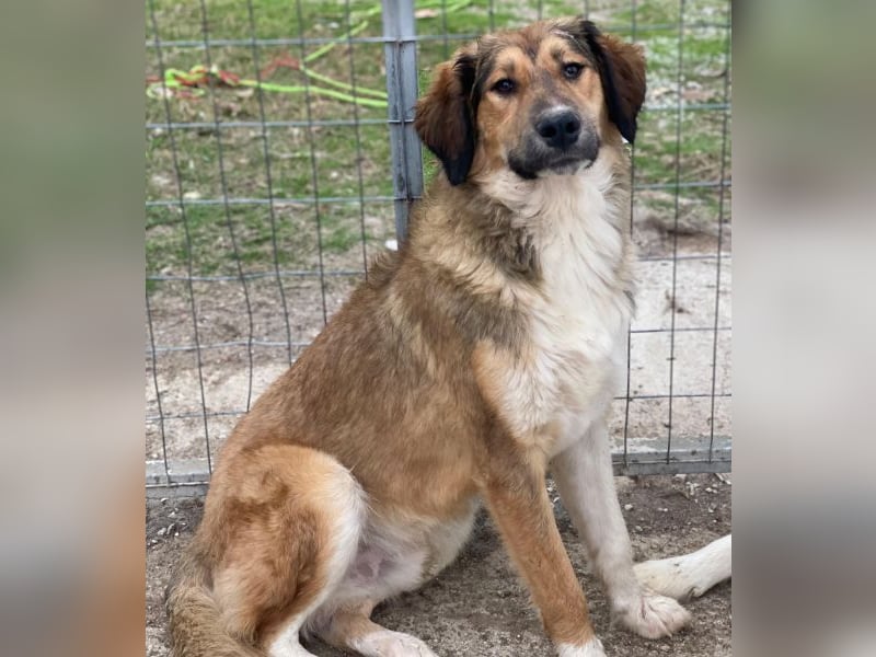 Sir Henry, geb. ca. 10/2024, lebt in GRIECHENLAND, im städt. Tierheim Serres