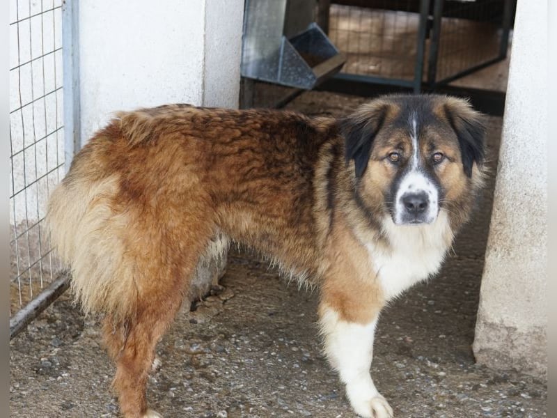 Kroos, geb. ca. 03/2024, lebt in GRIECHENLAND, im städt. Tierheim Serres