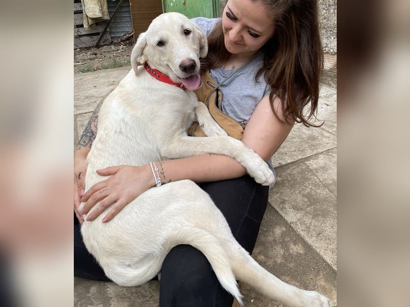 Littlefoot, geb. ca. 04/2024, lebt in GRIECHENLAND, auf einem Gelände, auf dem die Hunde notdürftig