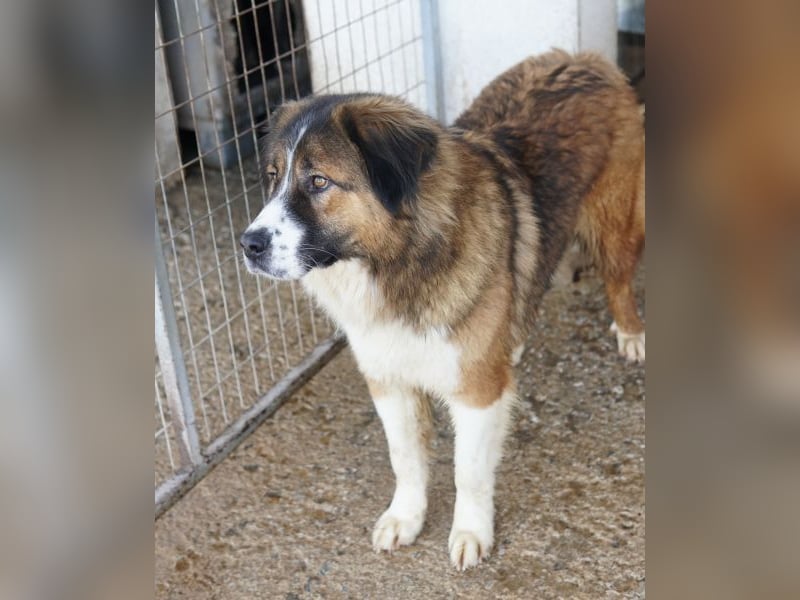 Kroos, geb. ca. 03/2024, lebt in GRIECHENLAND, im städt. Tierheim Serres
