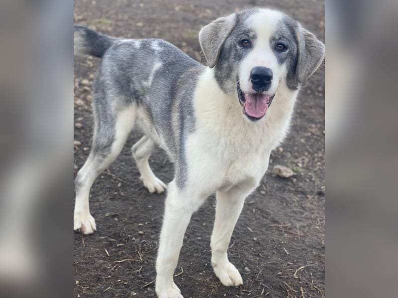 Ryat, geb. ca. 12/2023, lebt in GRIECHENLAND, im städt. Tierheim Serres