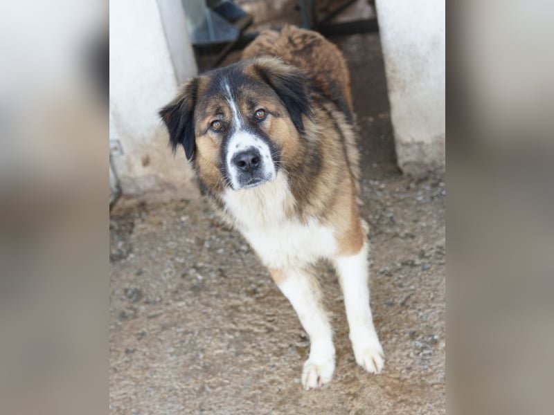 Kroos, geb. ca. 03/2024, lebt in GRIECHENLAND, im städt. Tierheim Serres