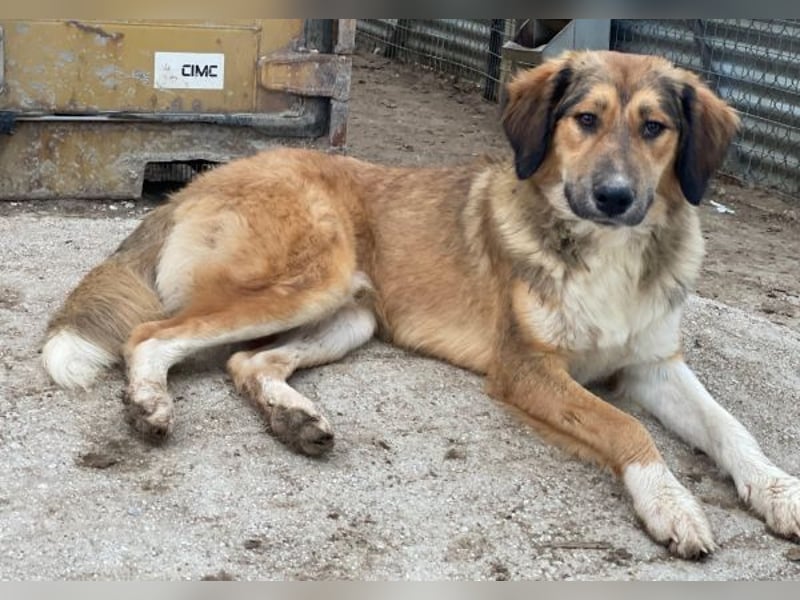 Sir Henry, geb. ca. 10/2024, lebt in GRIECHENLAND, im städt. Tierheim Serres