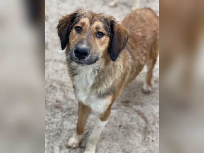 Sir Henry, geb. ca. 10/2024, lebt in GRIECHENLAND, im städt. Tierheim Serres